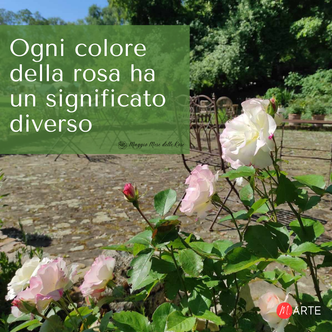 rose